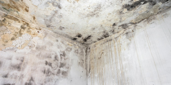 Pintar Fachadas de Casas Unifamiliares / Chalets Sant Vicenç dels Horts · Pintura Antihumedad / Antimoho para Humedades / Moho